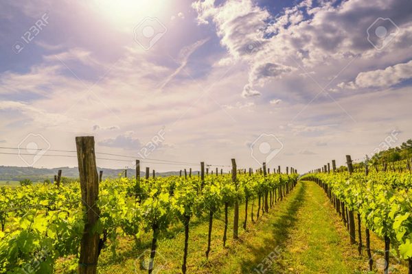 Tiger Mountain Vineyards & Wedding Venue by null