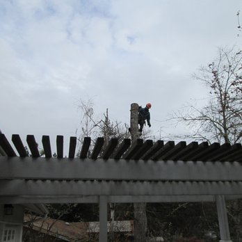 Artistic Arborist - Half way there - Tree Services Near Me - Springfield, Oregon