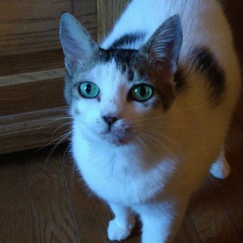 All Creatures Pet Sitting Service - Pet Sitting Near Me - Wisconsin Rapids, Wisconsin All Creatures Pet Sitting Service - Pet Sitting Near Me - Wisconsin Rapids, Wisconsin