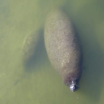 Manatee Viewing Center - A mom and her baby (calf?). - Zoos Near Me - Apollo Beach, Florida Manatee Viewing Center - A mom and her baby (calf?). - Zoos Near Me - Apollo Beach, Florida