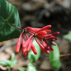 Beech Hollow Wildflower Farm