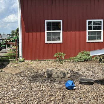 Homestead Farm - Fruits & Veggies Near Me - Poolesville, Maryland