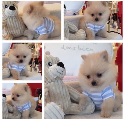 woof woof puppies and boutique