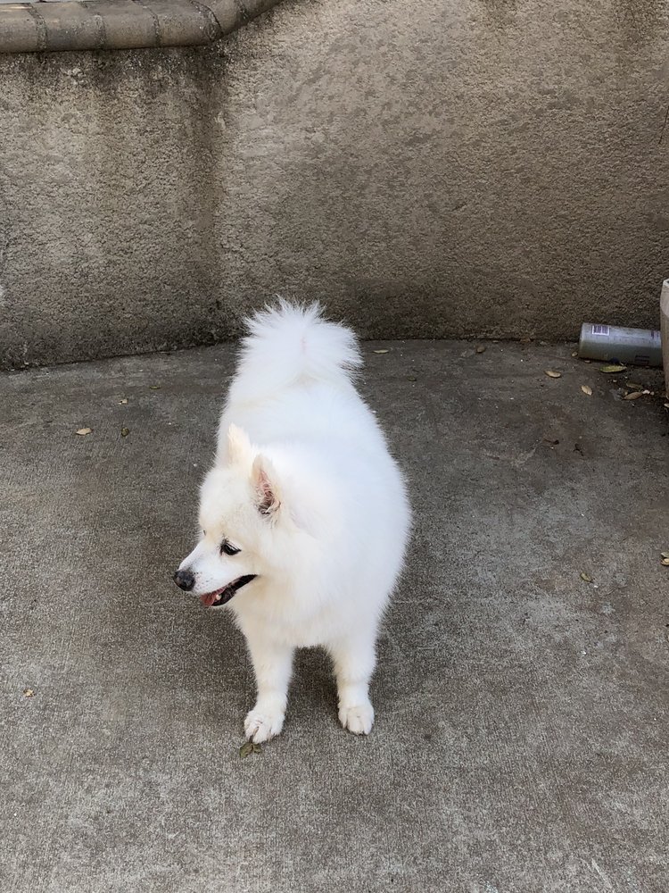 MR GROOMER MOBILE 28 Photos & 50 Reviews San Jose, CA Yelp