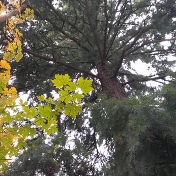 Olympia Tumwater Foundation - Looking up a tree this big makes you feel awfully small :) - Parks Near Me - Tumwater, Washington Olympia Tumwater Foundation - Looking up a tree this big makes you feel awfully small :) - Parks Near Me - Tumwater, Washington