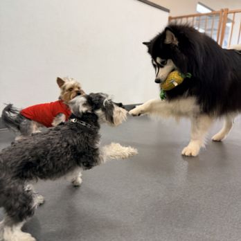 Comfy Home - Pet Boarding Near Me - Anaheim, California