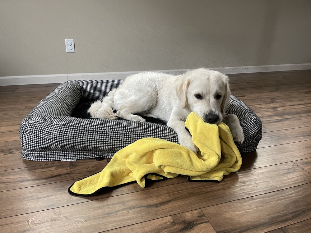 GOLDEN MEADOWS RETRIEVERS Updated October 2024 253 Photos & 128