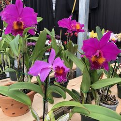 Orchids In Bloom
