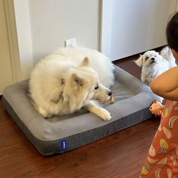 Disciplined K9 - Surrounded by kids and other dogs and holding her place to calm down before saying her hello. - Pet Training Near Me Disciplined K9 - Surrounded by kids and other dogs and holding her place to calm down before saying her hello. - Pet Training Near Me
