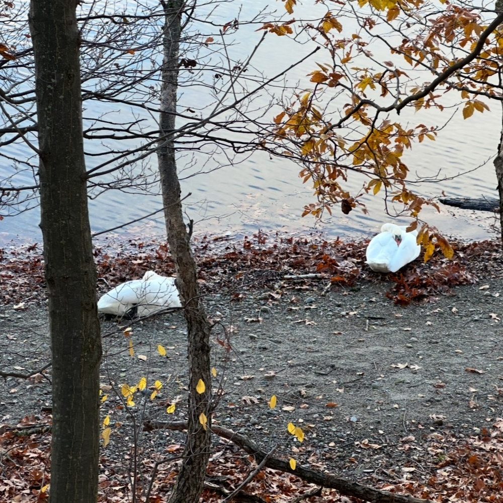 Jamaica Pond - Sleeping swan by the pond - Parks Near Me - Jamaica Plain, Massachusetts Jamaica Pond - Sleeping swan by the pond - Parks Near Me - Jamaica Plain, Massachusetts