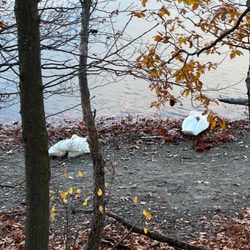 Jamaica Pond - Sleeping swan by the pond