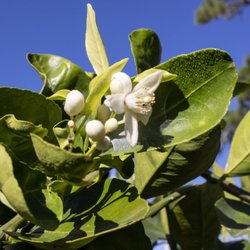 Natalia's Garden Center