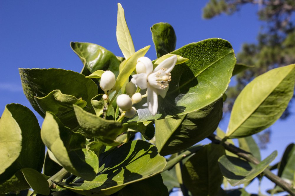 NATALIA’S GARDEN CENTER Updated October 2024 10 Photos 665 S