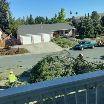 SSR Tree & Trimming Services - Work in process. - Tree Services Near Me SSR Tree & Trimming Services - Work in process. - Tree Services Near Me