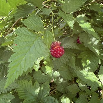 Married Man's Trail - Wild berries along the way - Hiking Near Me Married Man's Trail - Wild berries along the way - Hiking Near Me
