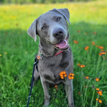 Twin Ports Pet Sitters - Dog Walkers Near Me - Duluth, Minnesota Twin Ports Pet Sitters - Dog Walkers Near Me - Duluth, Minnesota