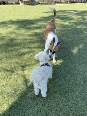 Reed Street Dog Park by null
