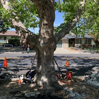 Better City Tree Services Inc. - Huge tree uplifting sidewalk. Concord said citizen's are to repair even though they planted the tree. We need a new Mayor - Tree Services Near Me - Martinez, California