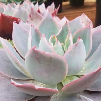 Potted - Home Decor Near Me - Los Angeles, California