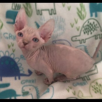Cattablanca Sphynx - SonnyBlu - Pet Breeders Near Me