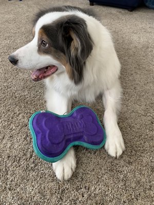 Biscuits and bows dog grooming Clearance