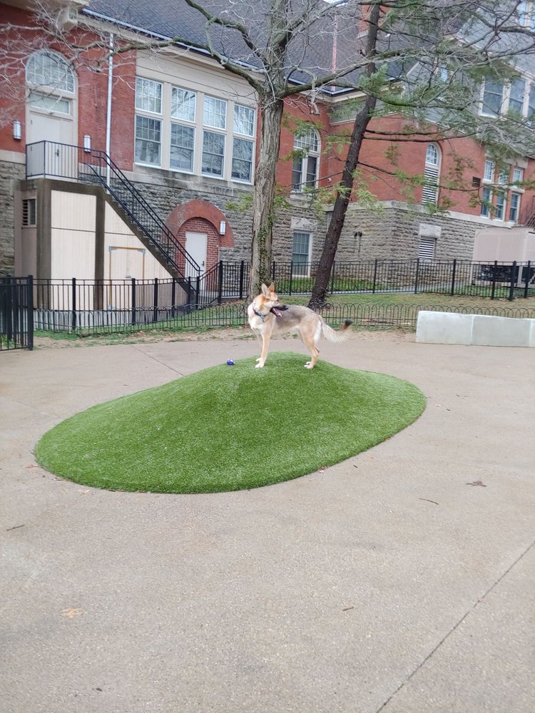 WESTWOOD TOWN HALL DOG PARK Updated August 2024 3017 Harrison Ave