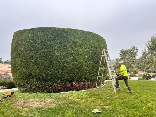Crisp Hedge Line Makeover - Our client needed a clear, tidy property line, free of overgrown and unsightly bushes. The L&P Tree Service team carefully trimmed  several large shrubs, ensuring minimal disturbance to surrounding plants and leaving the area spotless