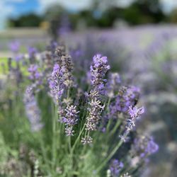 Charsaw Farms - Organic lavender fields.