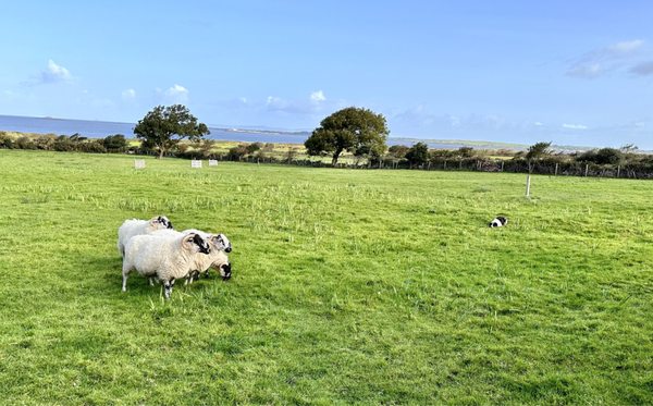 Vagabond Tours of Ireland by null