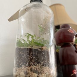 Terrarium Terrarium