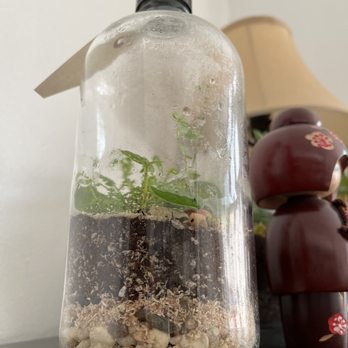 Pretty Green Terrariums - Terrarium - Nurseries & Gardening Near Me - Philadelphia, Pennsylvania Pretty Green Terrariums - Terrarium - Nurseries & Gardening Near Me - Philadelphia, Pennsylvania