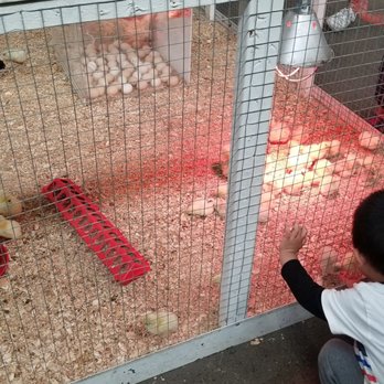 Playland at the PNE - Little chicks - Amusement Parks Near Me - Vancouver, British Columbia