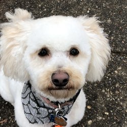 Sitting Pretty Pet Spa - Grand Haven - Cooper is feeling jaunty in his new bandana