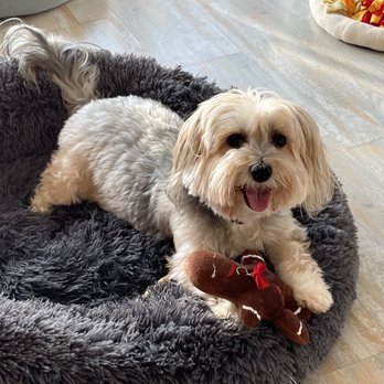 【 dog.woof  】 _12.JPG?set_id=880000500F
