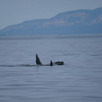 Puget Sound Express - Boat Charters Near Me - Port Townsend, Washington