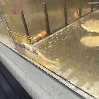 RMS Aquaculture - Dead fish for sale - Local Fish Stores Near Me - Cleveland, Ohio