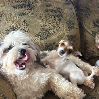 Pilchuck Veterinary Hospital - Small Animal - Veterinarians Near Me - Snohomish, Washington Pilchuck Veterinary Hospital - Small Animal - Veterinarians Near Me - Snohomish, Washington