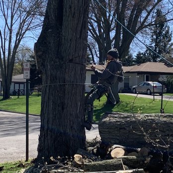 Addison Tree & Outdoor Services - Taking the trunk down to the height we wanted to carve later. - Tree Services Near Me - Lakeville, Michigan Addison Tree & Outdoor Services - Taking the trunk down to the height we wanted to carve later. - Tree Services Near Me - Lakeville, Michigan