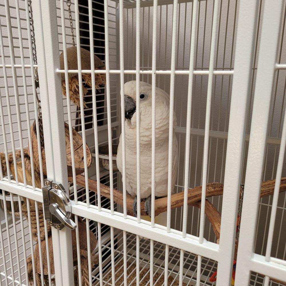 Pasco Professional Pet Sitters Image