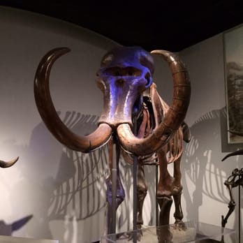 Field Museum - Scary fellow huh - Museums Near Me - Chicago, Illinois