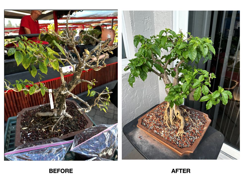 TYLER THE BONSAI GUY Updated September 2024 218 Photos & 16 Reviews