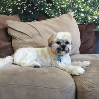 Barkhaus Mobile Pet Spa - Pet Groomers Near Me Barkhaus Mobile Pet Spa - Pet Groomers Near Me