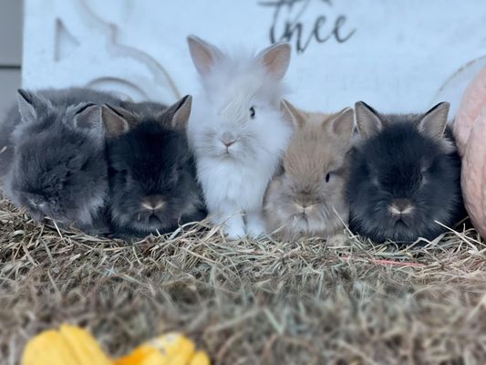 CLOVER MEADOW RABBITRY - Updated June 2026 - 26 Photos - 11447 NY-98 ...