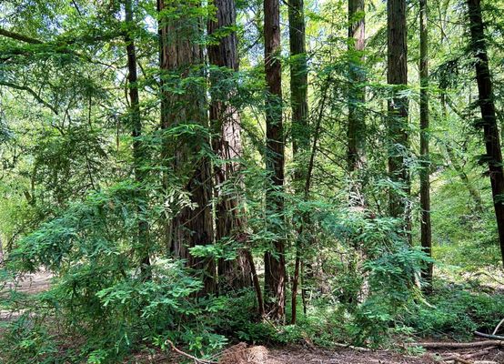 North Sonoma Mountain Regional Park by null
