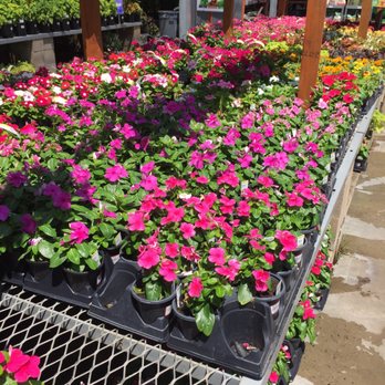 The Home Depot - Vinca annuals - Hardware Stores Near Me - Sunset Valley, Texas The Home Depot - Vinca annuals - Hardware Stores Near Me - Sunset Valley, Texas