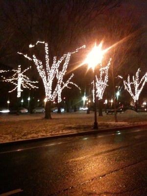 Commonwealth Avenue Mall by null