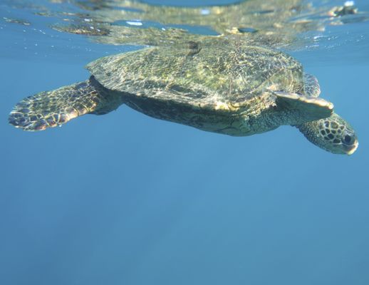 Turtle Town SUP Rentals by null