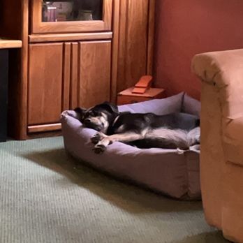 Camp Bow Wow Hicksville - Always knocks out right after so sleepy from all her playing! - Pet Boarding Near Me - Hicksville, New York Camp Bow Wow Hicksville - Always knocks out right after so sleepy from all her playing! - Pet Boarding Near Me - Hicksville, New York