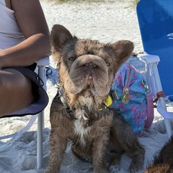 Pensacola Dog Beach East
