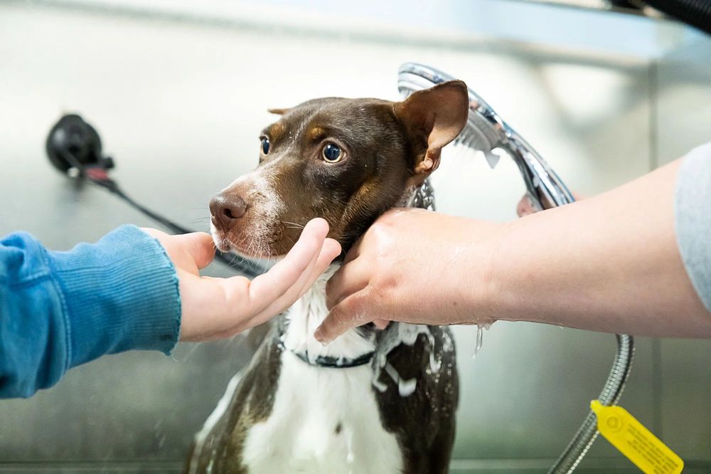 HOUND AND HOME with photos Updated August 2024 57 Photos 2600 Berlin Turnpike, Newington